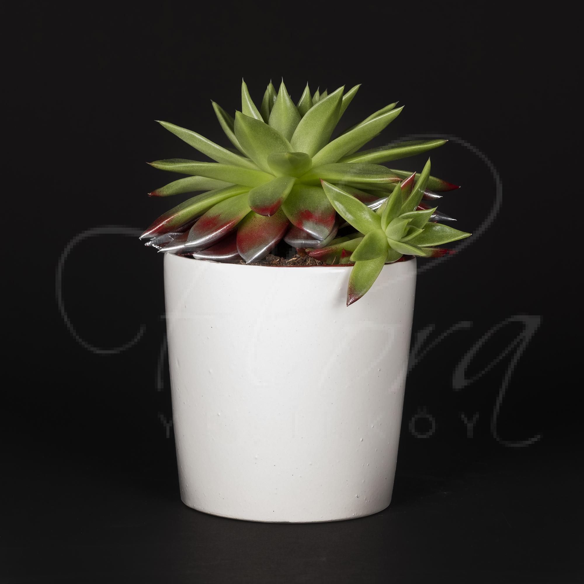 BEYAZ SERAMİK VAZODA EÇEVERYA BALMUMU SUKULENT 1