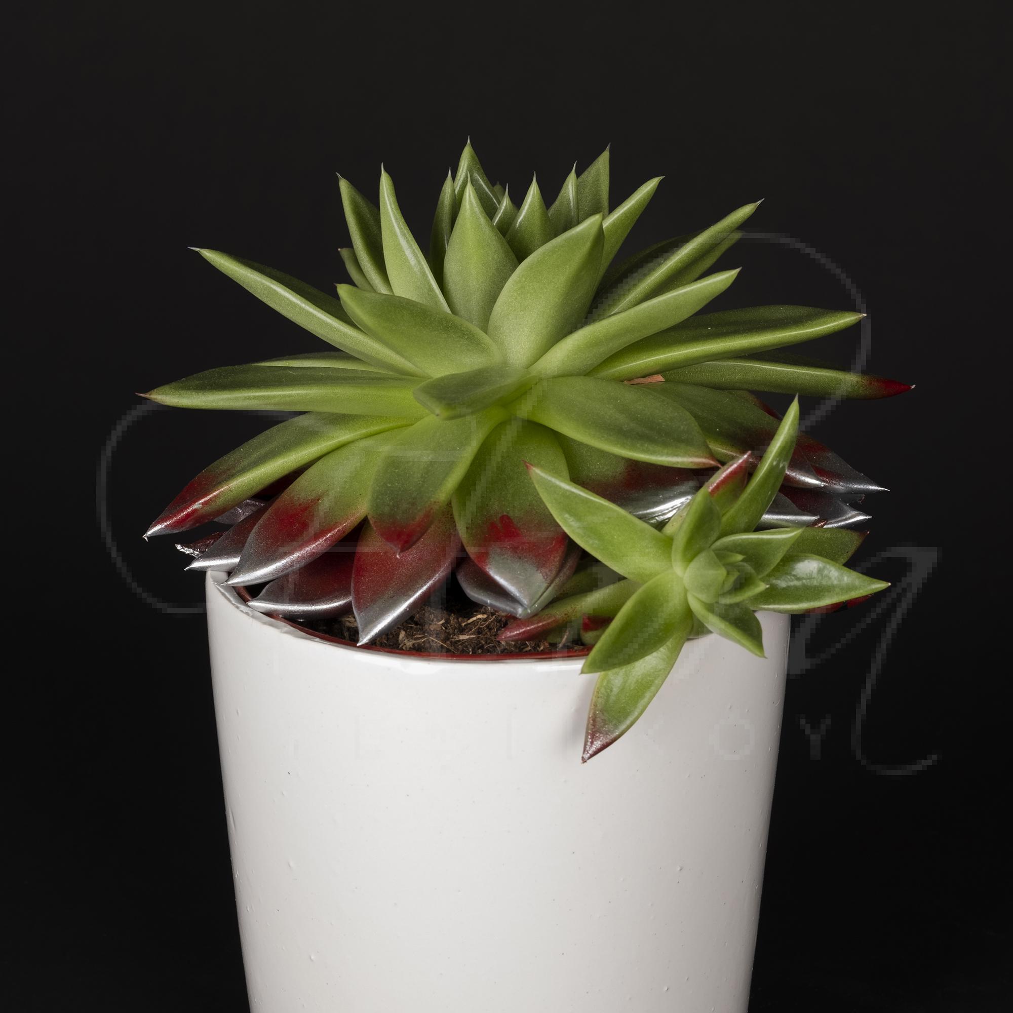 BEYAZ SERAMİK VAZODA EÇEVERYA BALMUMU SUKULENT 2