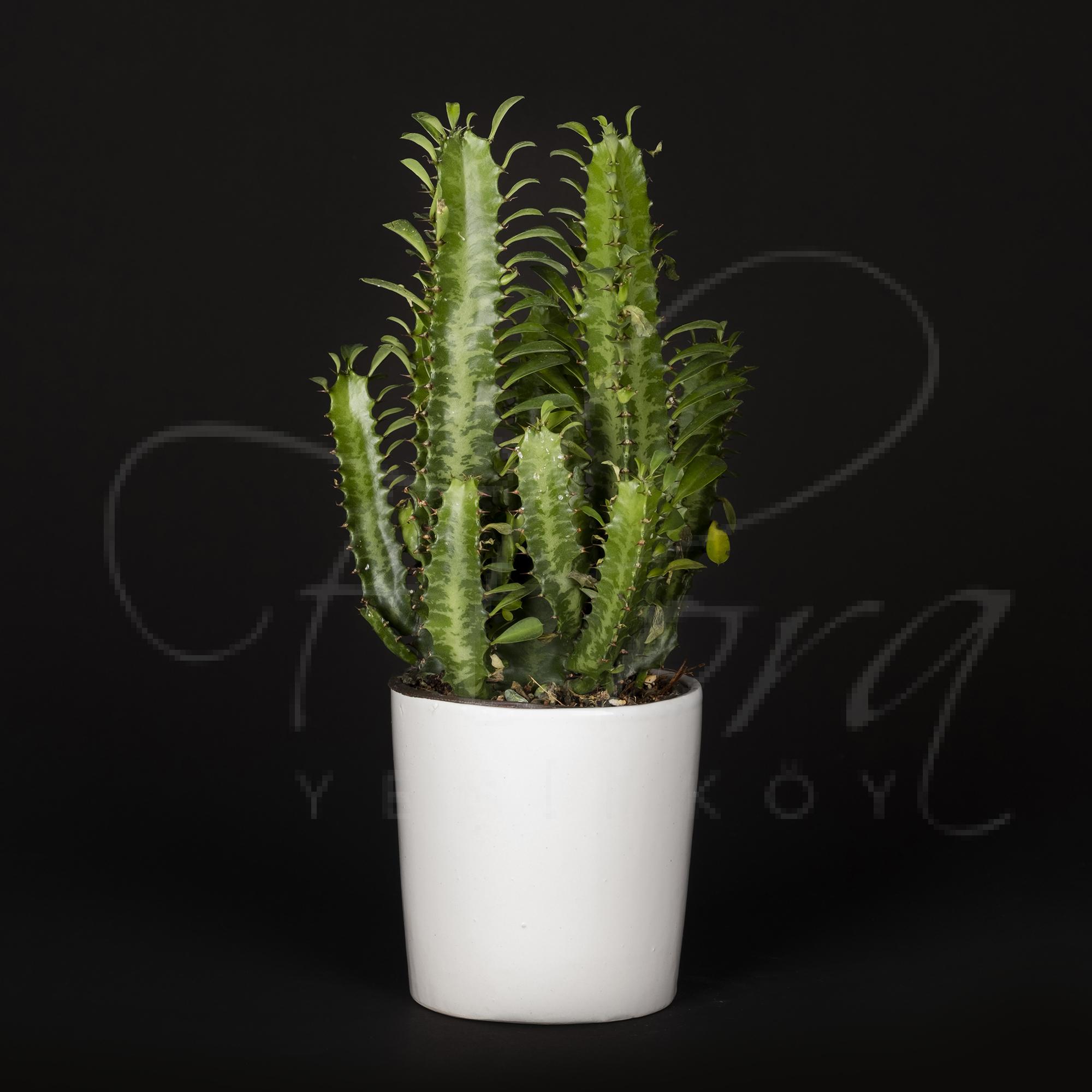 BEYAZ SERAMİK VAZODA İTHAL EUPHORBİA İNGENS KAKTÜS 1