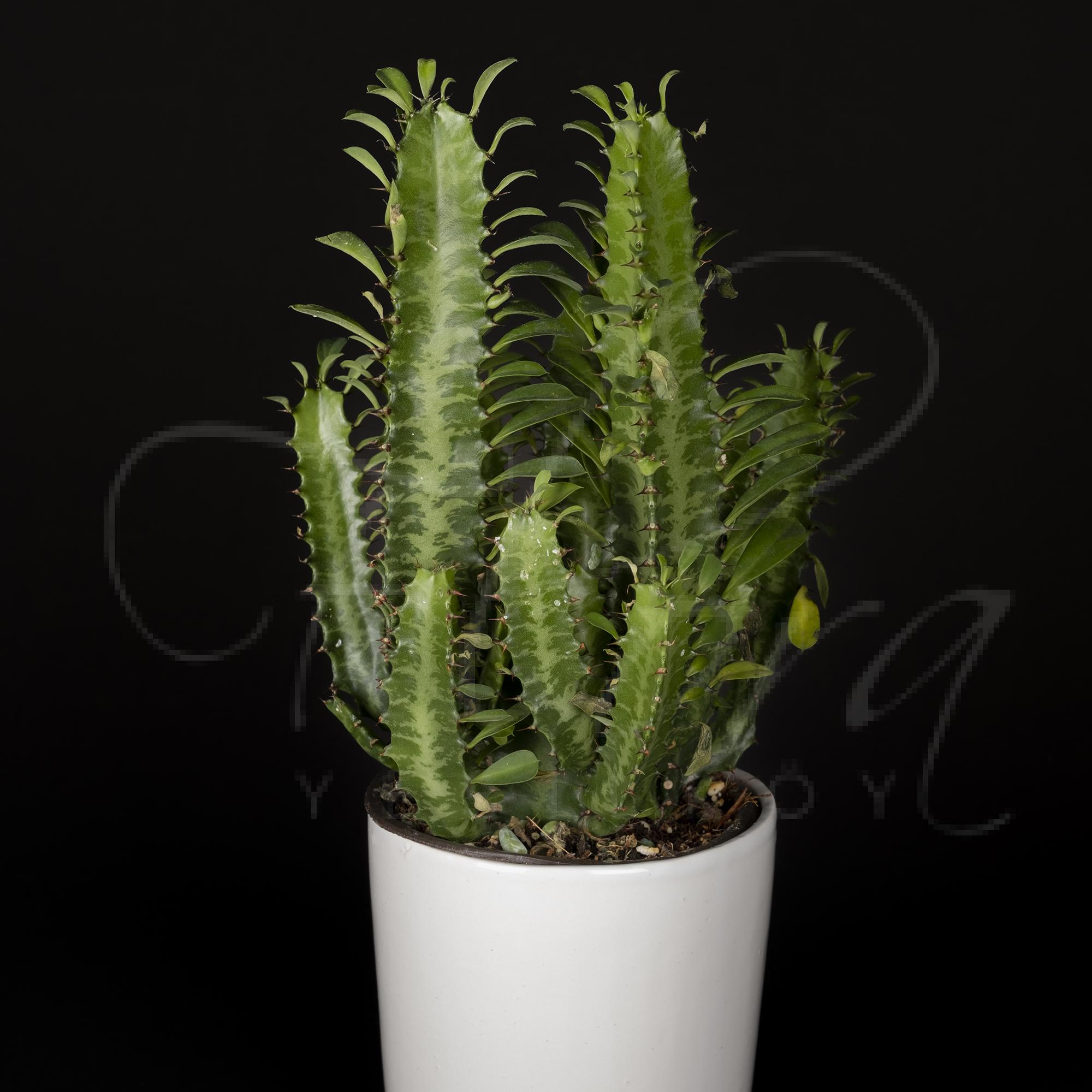 BEYAZ SERAMİK VAZODA İTHAL EUPHORBİA İNGENS KAKTÜS 2