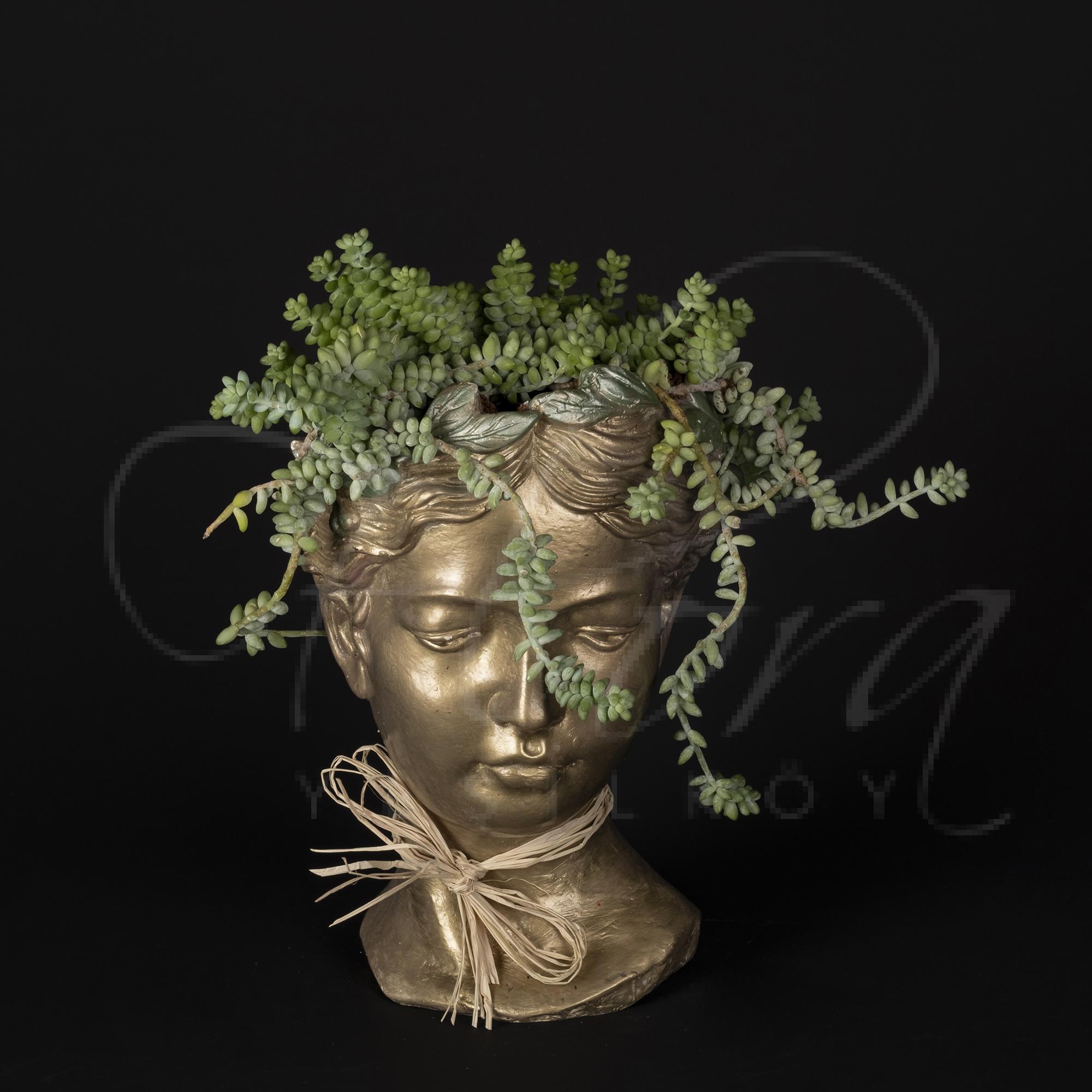 HELEN SAKSIDA İTHAL SEDUM MORGANİANUM BİTKİSİ 1