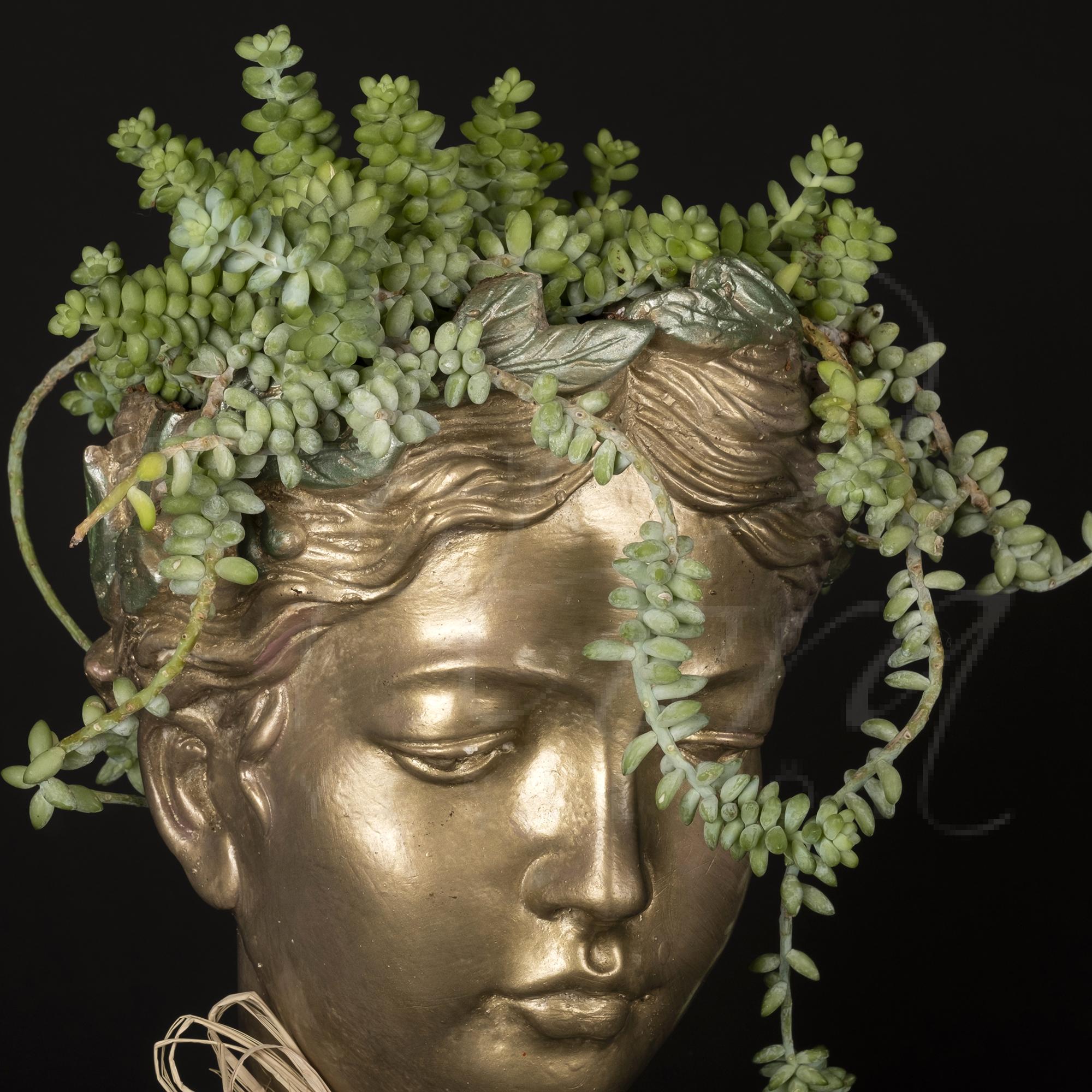 HELEN SAKSIDA İTHAL SEDUM MORGANİANUM BİTKİSİ 2