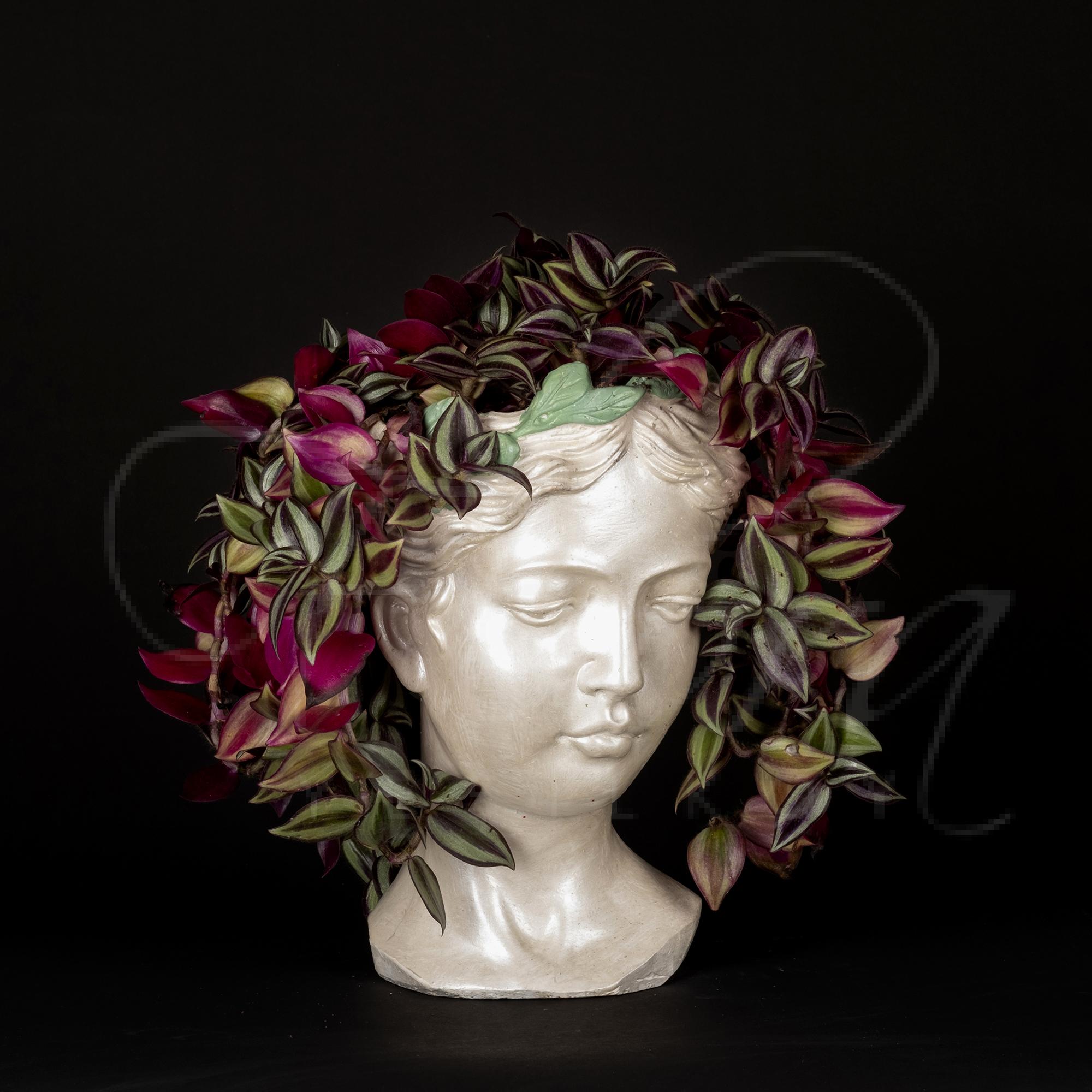 HELEN SAKSIDA TERGRAF ÇİÇEĞİ 1