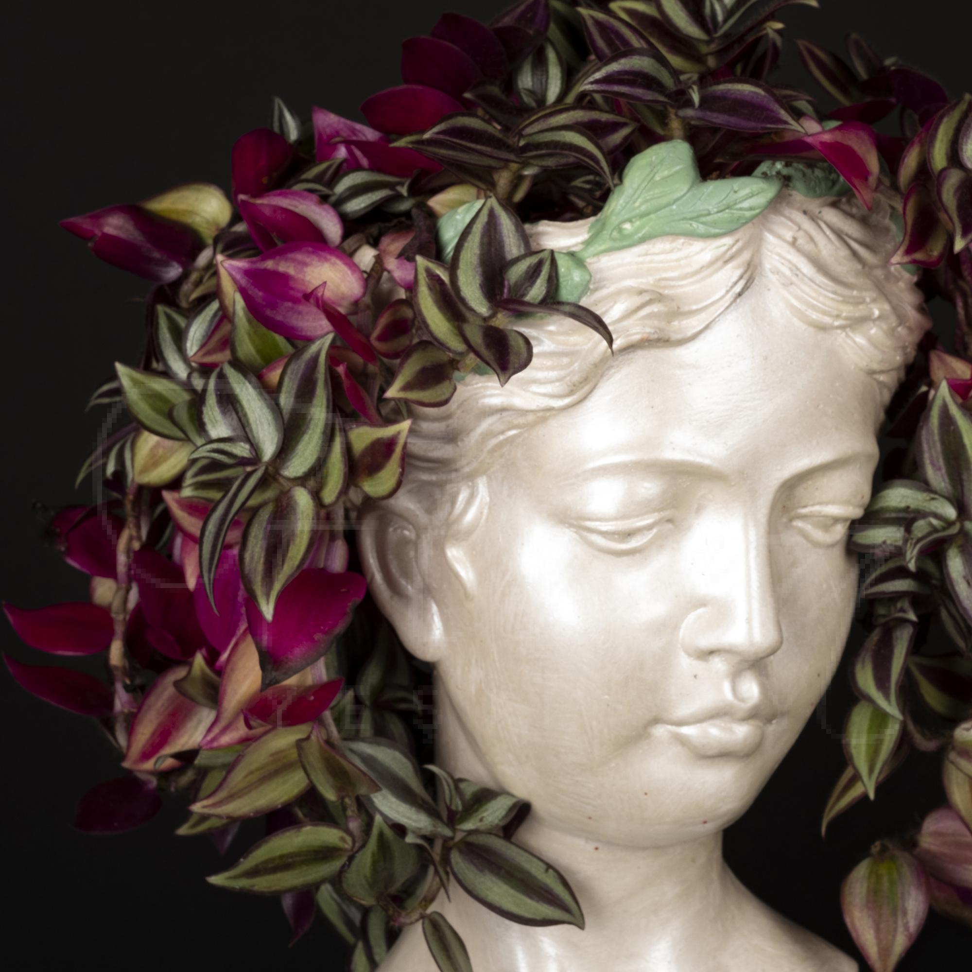 HELEN SAKSIDA TERGRAF ÇİÇEĞİ 2