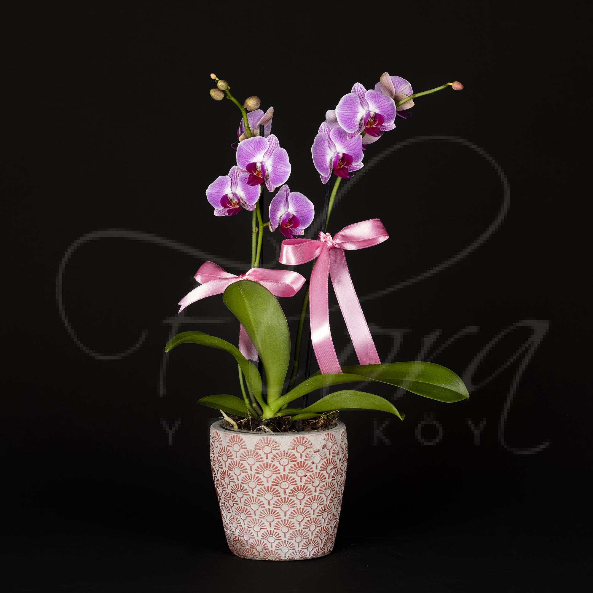 İTHAL MI MARKA ÇİFT DAL ÇİZGİLİ ÖZEL RENK MİDİ ORKİDE 1