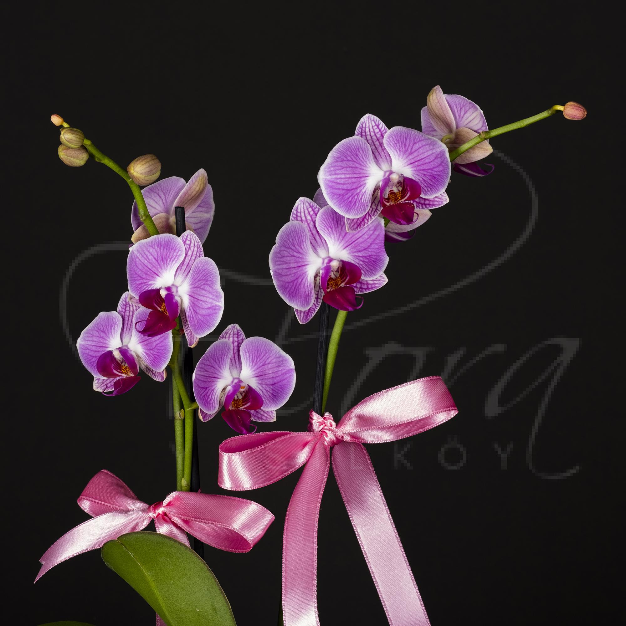 İTHAL MI MARKA ÇİFT DAL ÇİZGİLİ ÖZEL RENK MİDİ ORKİDE 2