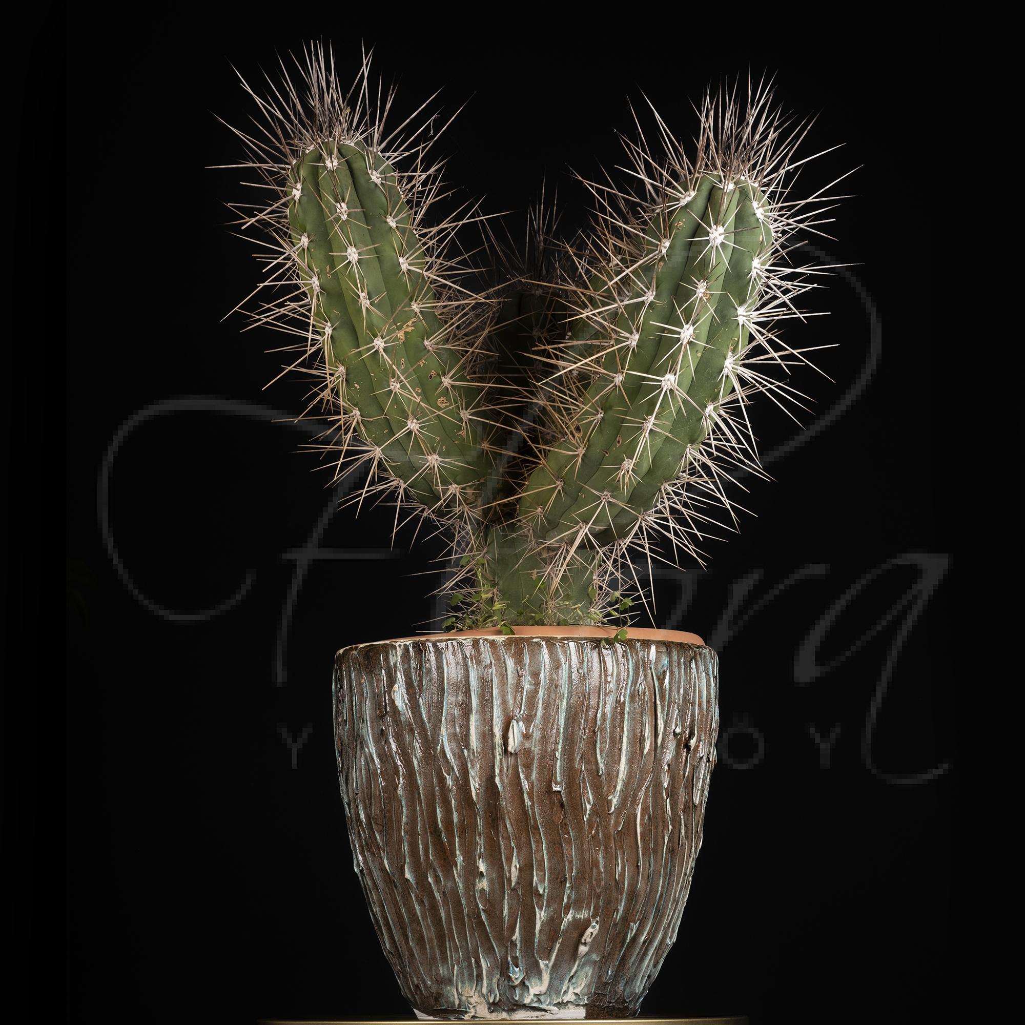 İTHAL STETSONİA CORYNE KAKTÜS 1