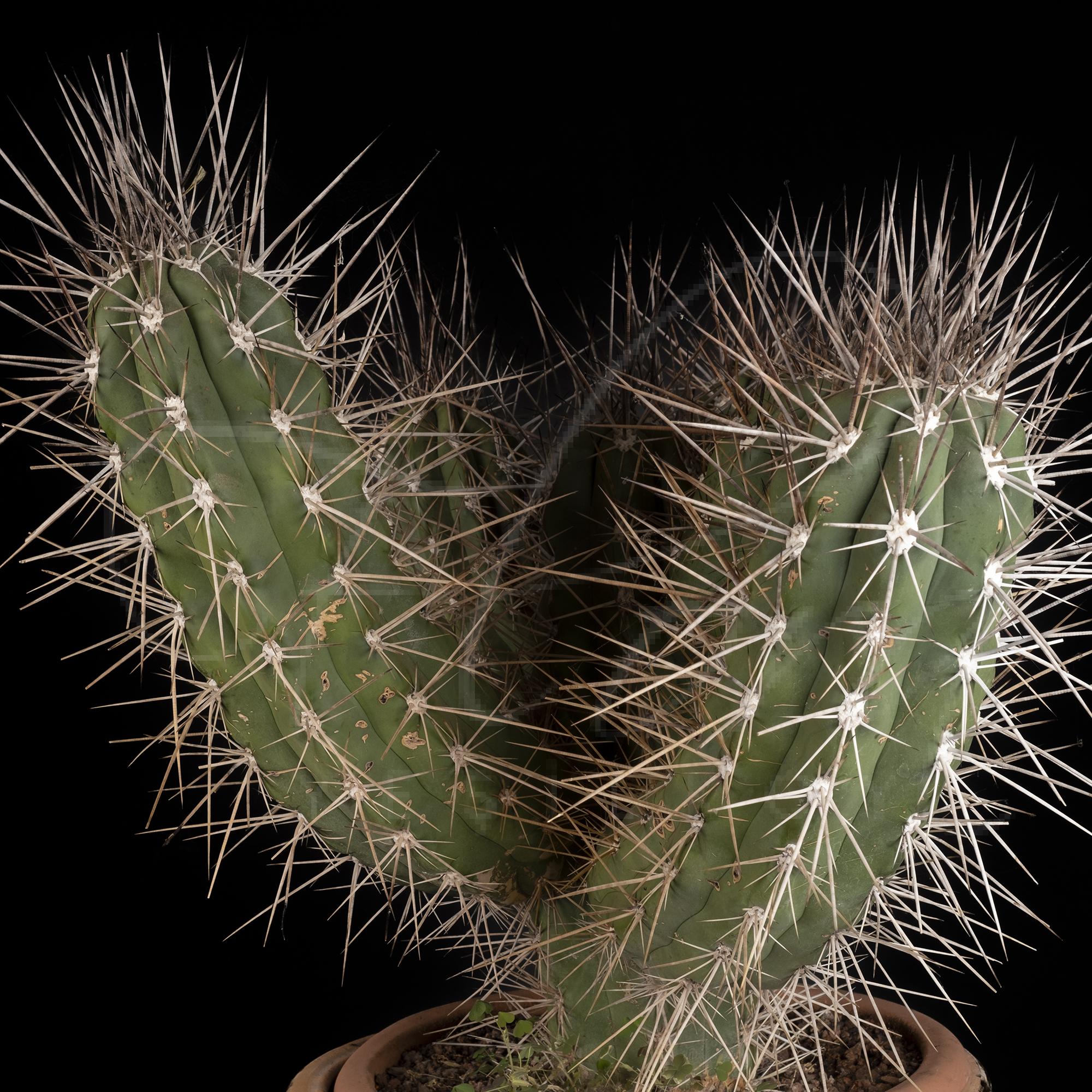 İTHAL STETSONİA CORYNE KAKTÜS 2