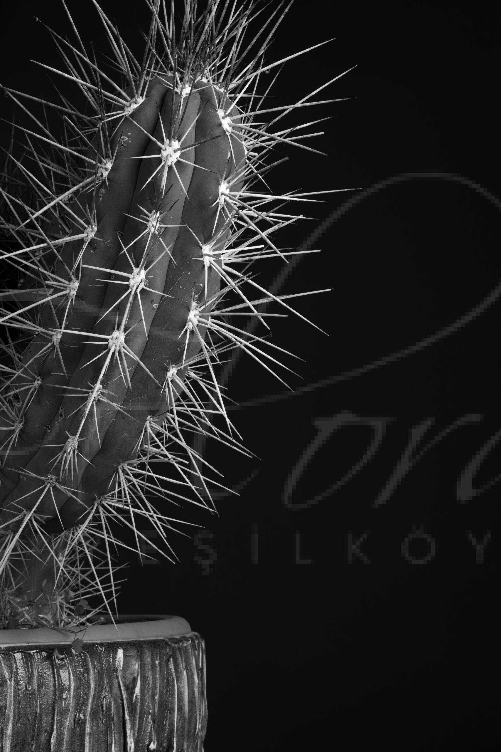 İTHAL STETSONİA CORYNE KAKTÜS 3