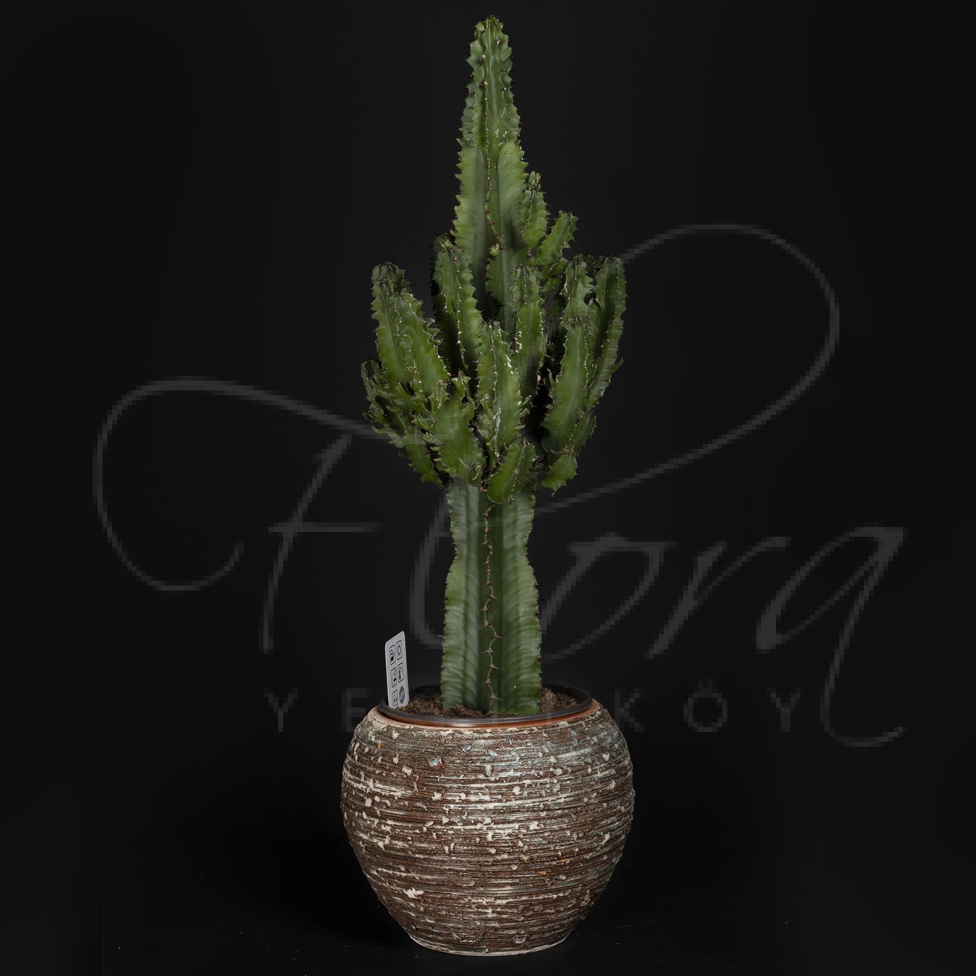 SERAMİK SAKSIDA İTHAL EUPHORBİA İNGENS KAKTÜS 1