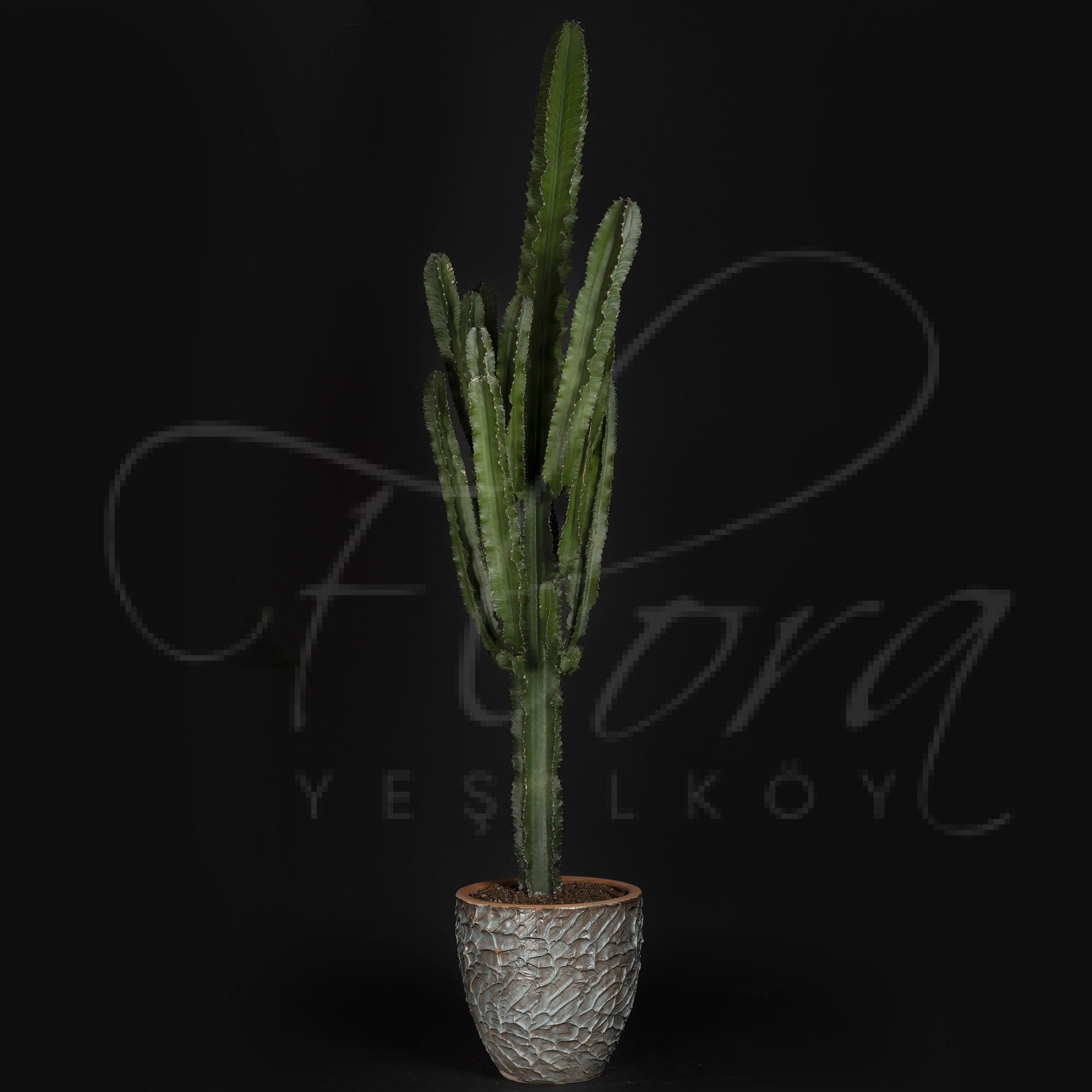 SERAMİK SAKSIDA İTHAL EUPHORBİA İNGENS KAKTÜS 1.