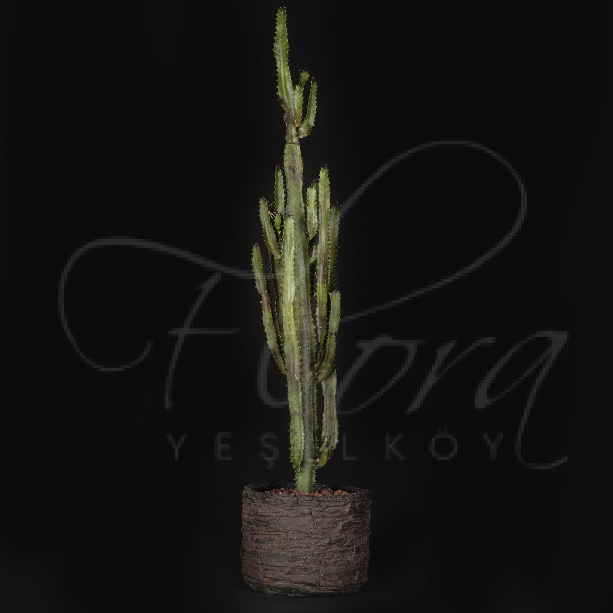 SERAMİK SAKSILI İTHAL EUPHORBİA INGENS KAKTÜS ( SÜTLEĞENGİLLER FAMİLYASI ) 1