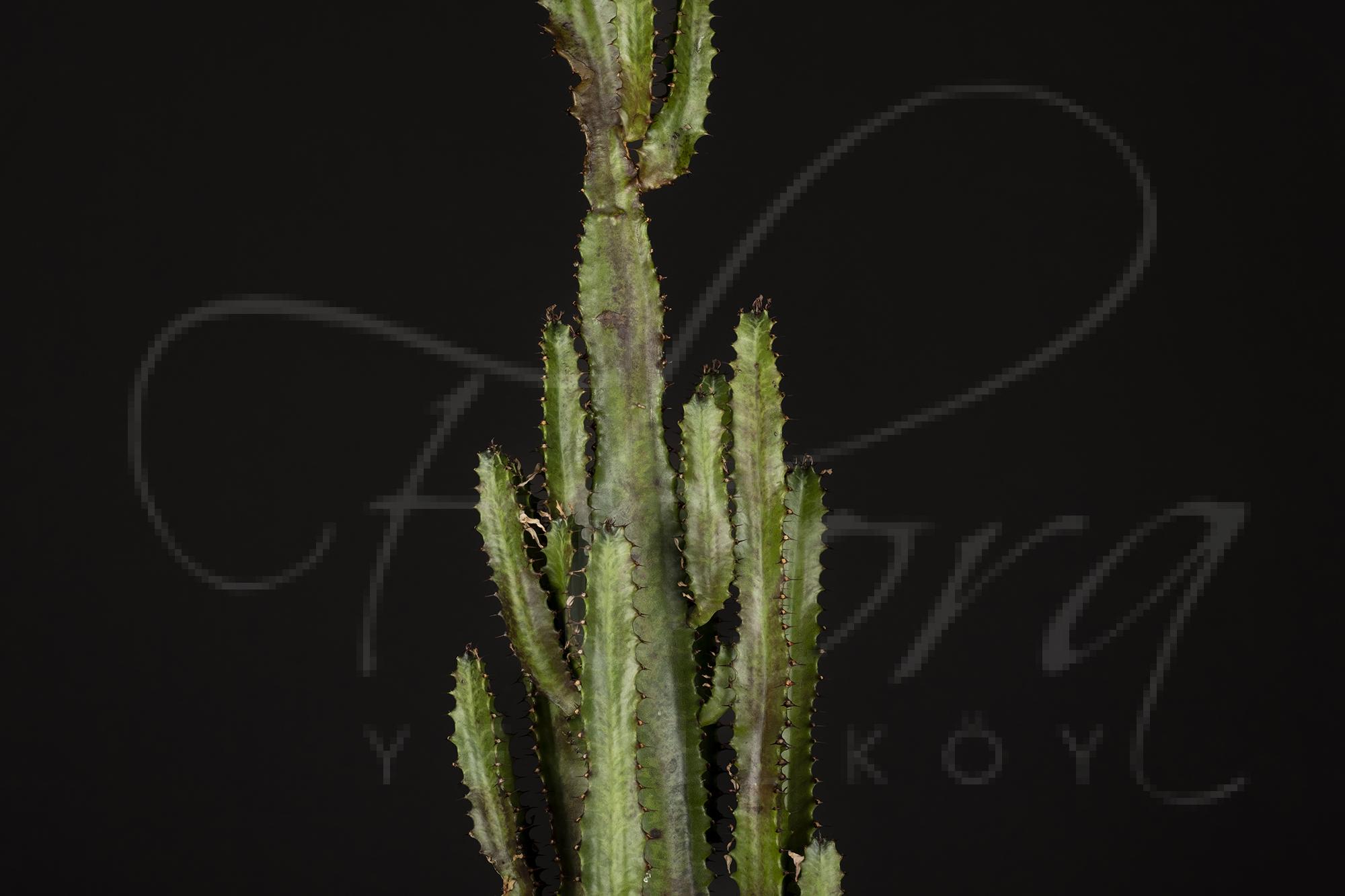 SERAMİK SAKSILI İTHAL EUPHORBİA INGENS KAKTÜS ( SÜTLEĞENGİLLER FAMİLYASI ) 2